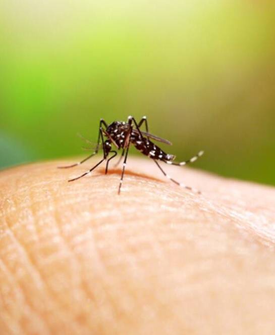 Dengue AI
